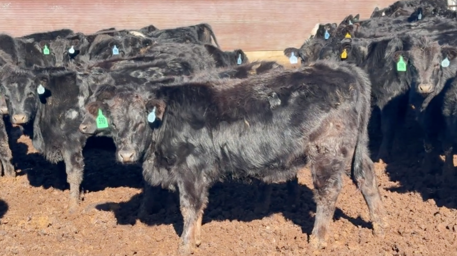 Bangs vaccinated- 650 lbs., SHIP DEC 15th, GREAT BREEDING STOCK!-BS1201A5